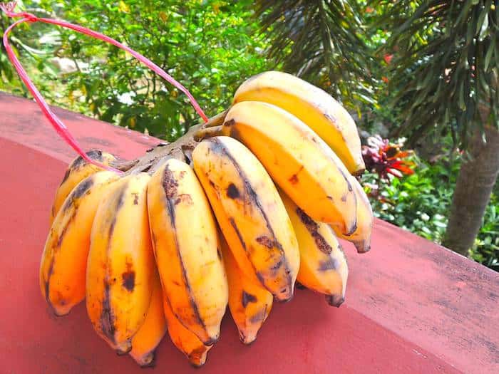 Bananen mit Kernen und was sie mit Übersäuerung und gesunder Ernährung zu tun haben