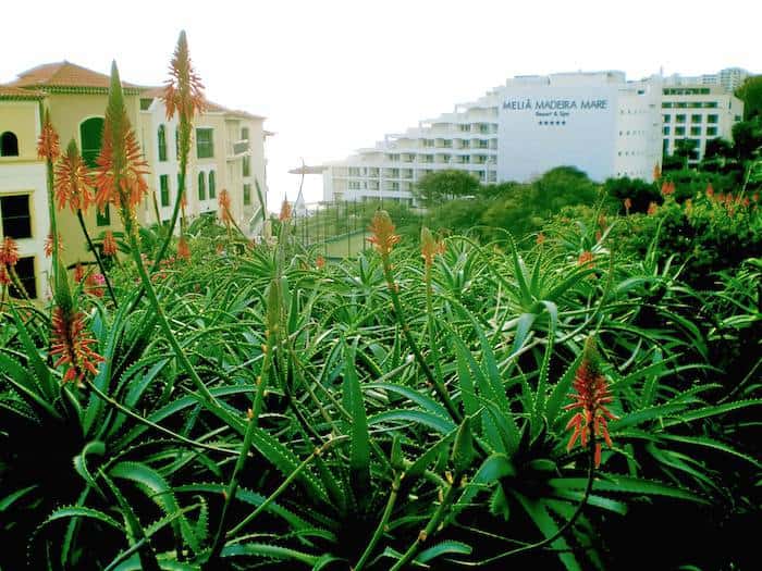 aloe vera bei sonnenbrand