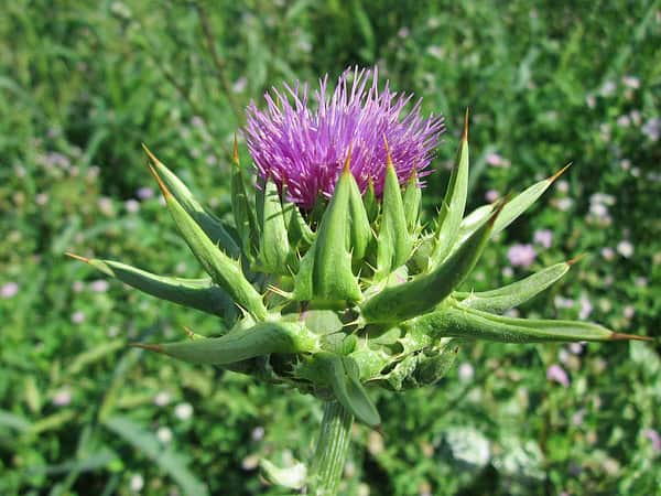 Warum Ich Mariendistel Nehme Und Warum Jeder Es Auch Tun Sollte Rawexotic warum-ich-mariendistel-nehme-und-warum-jeder-es-auch-tun-sollte-rawexotic